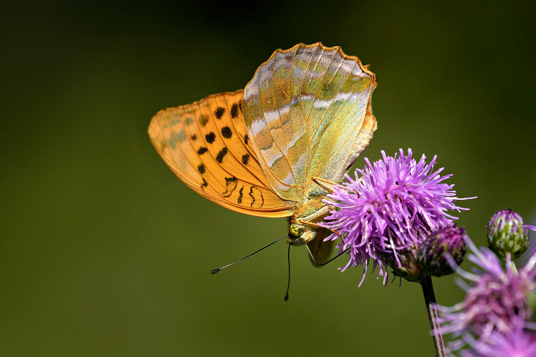 Schmetterling, Kaisermantel an einer Kratzdistel, Bayern, Deutschland