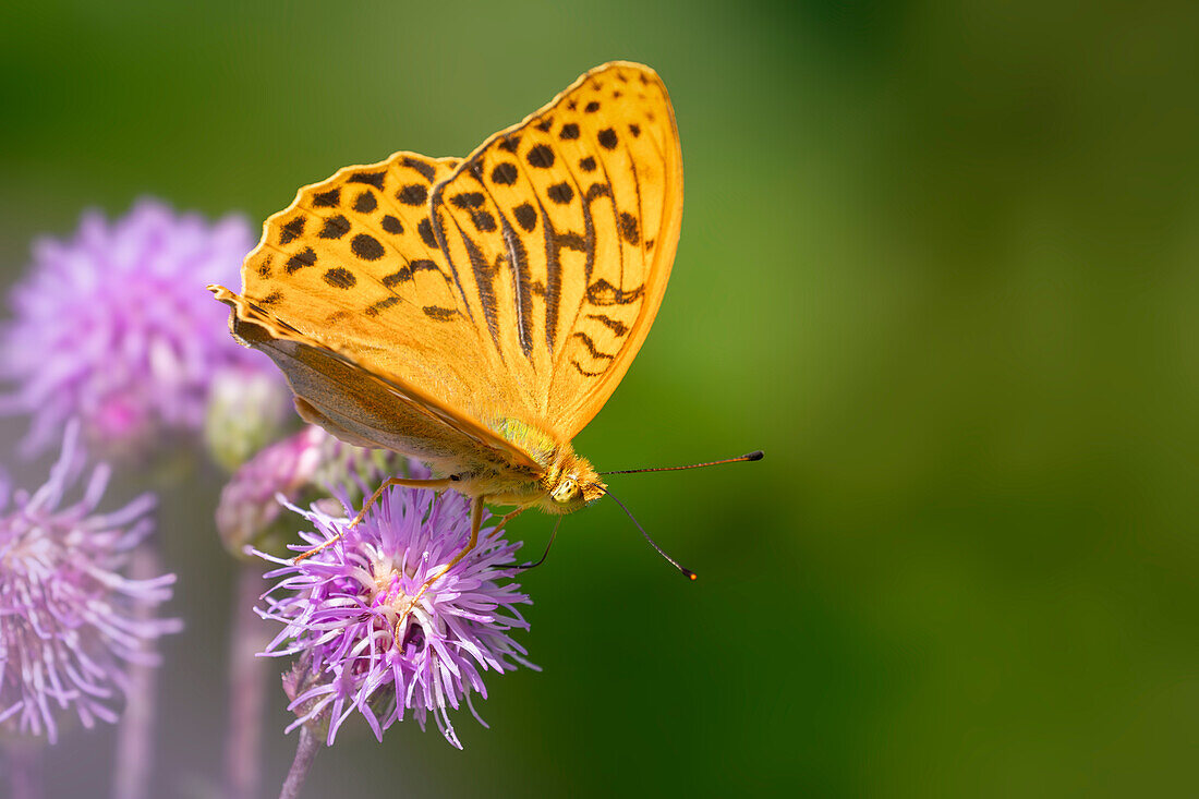 Schmetterling, Kaisermantel an einer Kratzdistel, Bayern, Deutschland