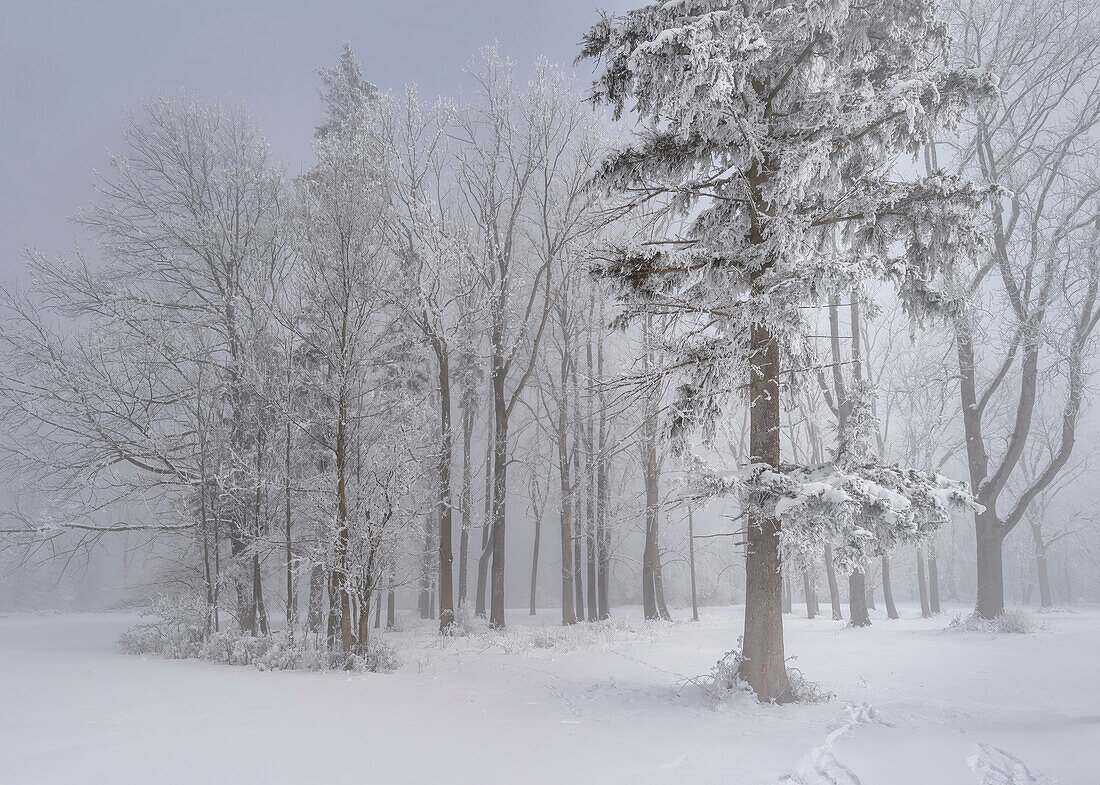  Winter forest near Kochel am See, Bavaria, Germany 