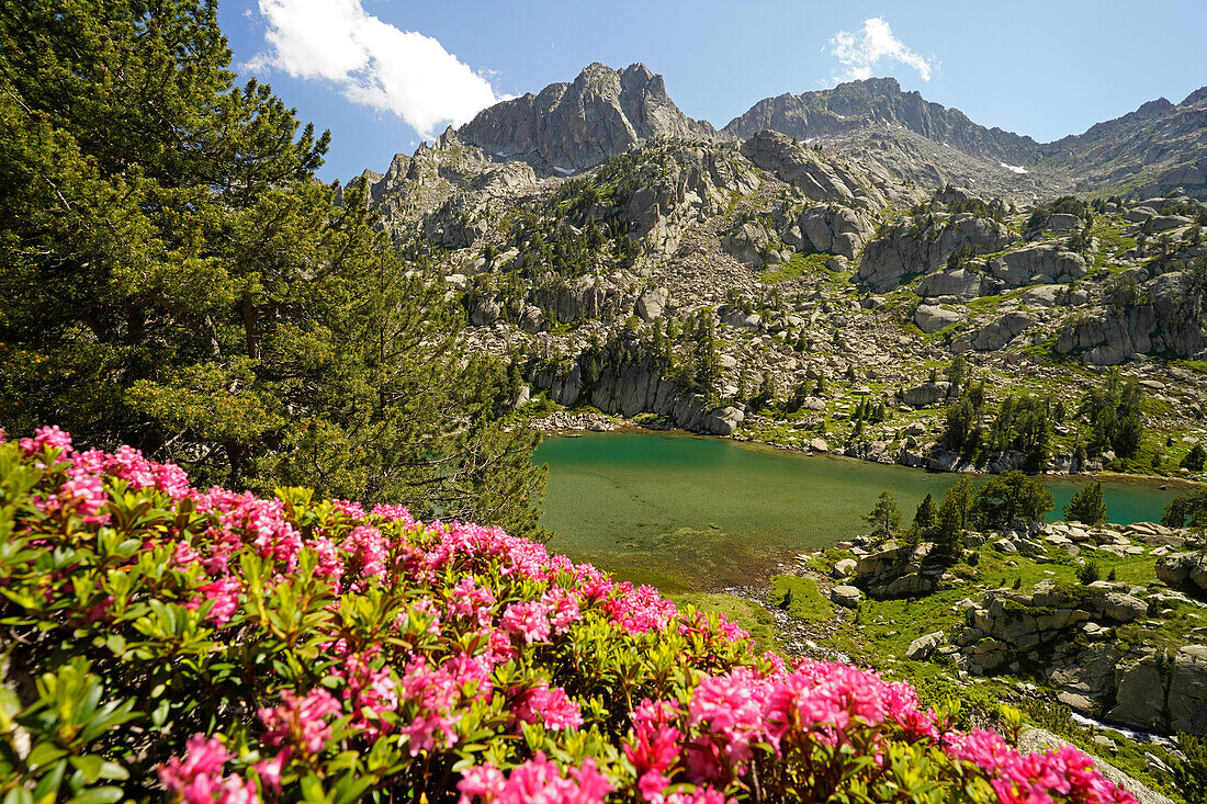  Blooming azalea at the glacial lake Estany de les Obagues de Ratera or Lagunas Llosas in the Aigüestortes i Estany de Sant Maurici National Park, Catalonia, Spain, Europe 