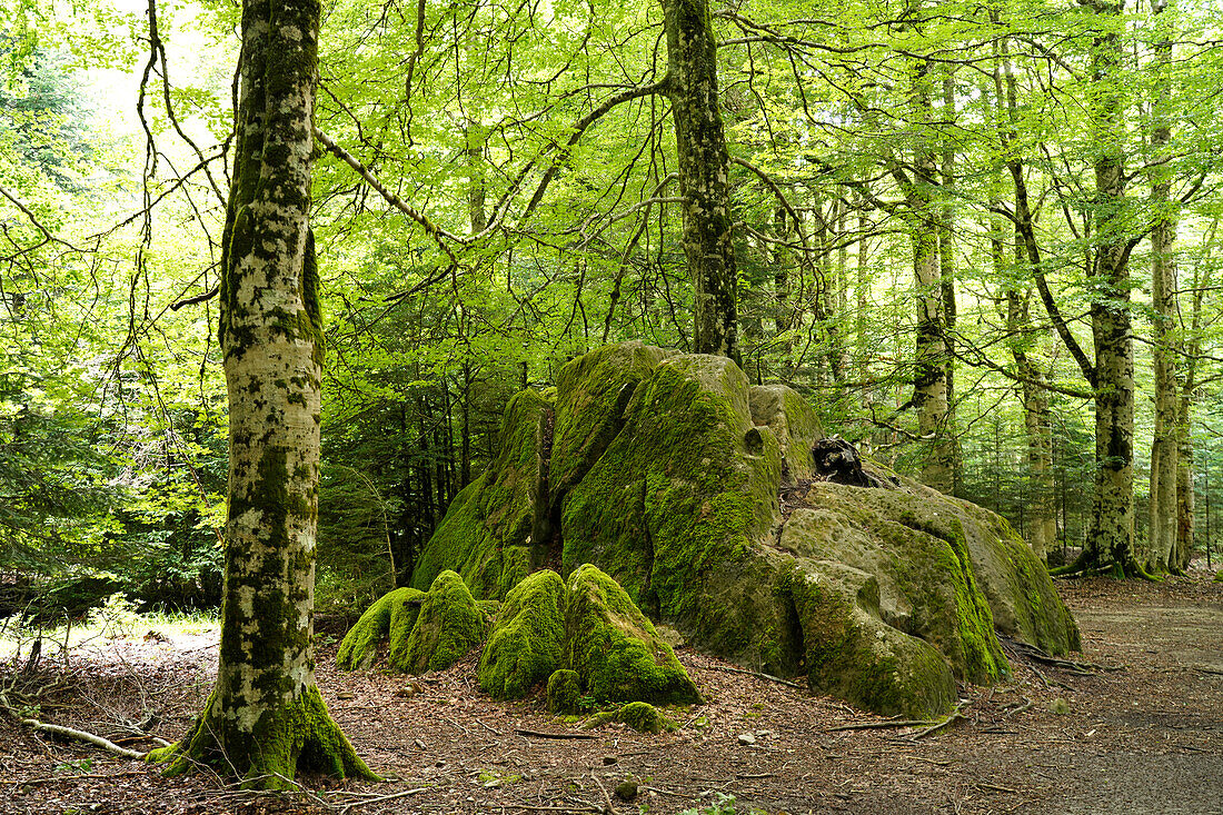  Forest in Ordesa y Monte Perdido National Park, Spain, Europe 