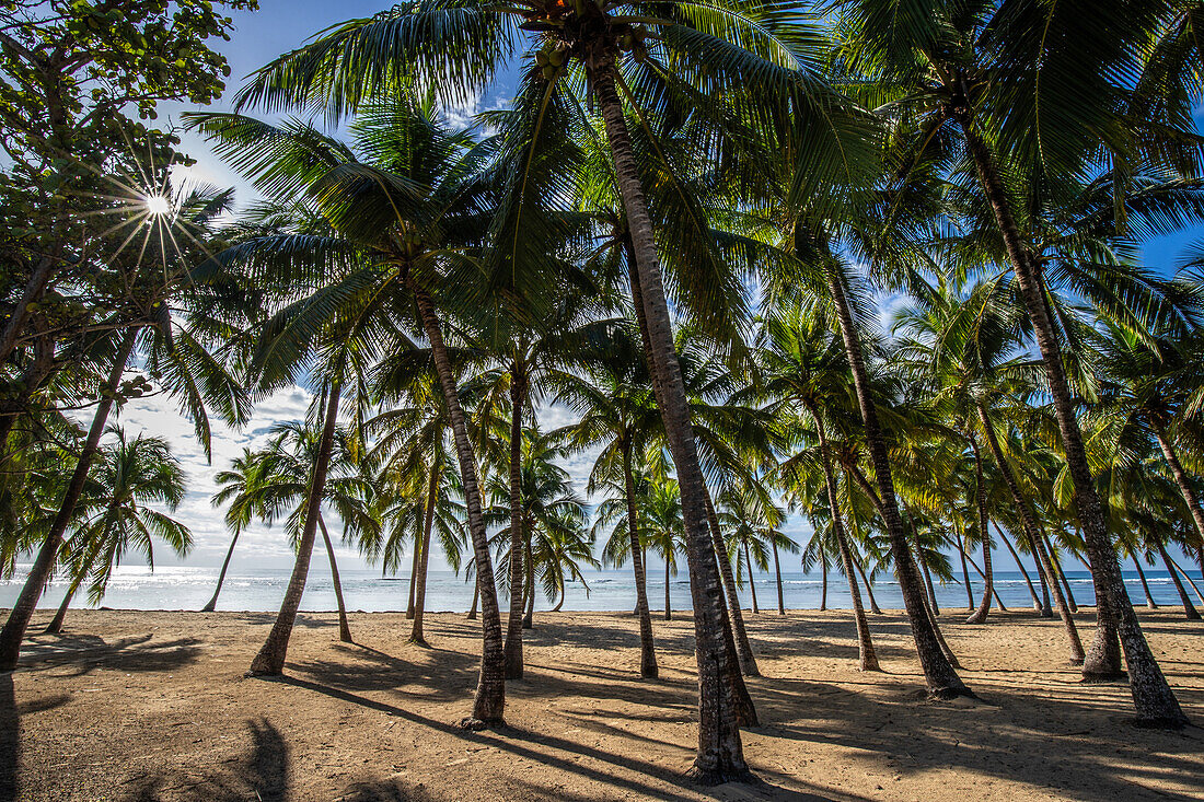  Plage de Bois Jolan, sunrise on the beach, Sainte-Anne, Guadeloupe, French Antilles, France, Europe 