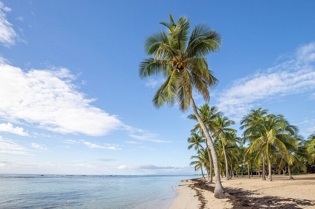 Plage de Bois Jolan, Sonnenaufgang am Strand, Sainte-Anne, Guadeloupe, Französische Antillen, Frankreich, Europa