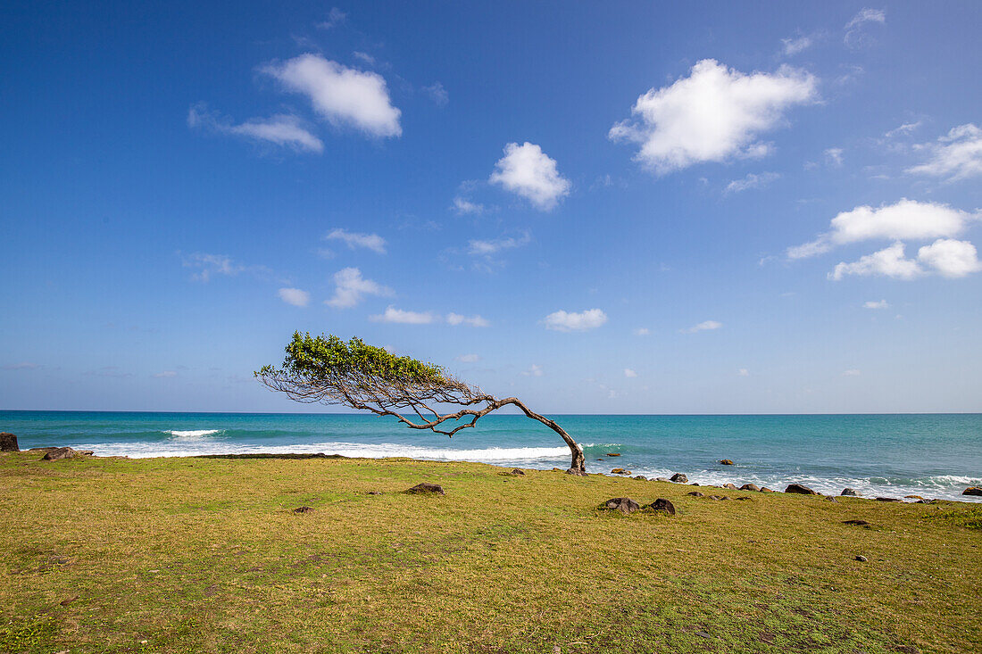  Pointe Allègre, Natural Monument, Trees Growing with the Wind, Plessis Nogent, Sainte Rose, Guadeloupe, French Antilles, France, Europe 