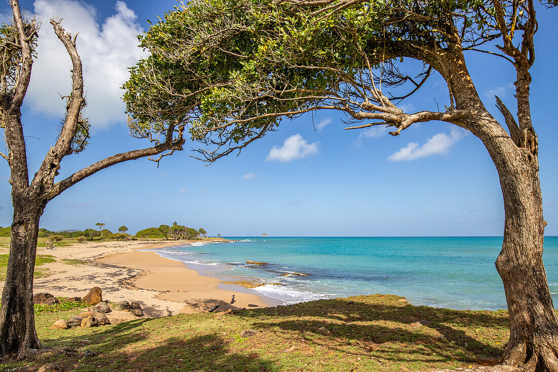  Pointe Allègre, Beautiful sandy beach in, Plessis Nogent, Sainte Rose, Guadeloupe, French Antilles, France, Europe 