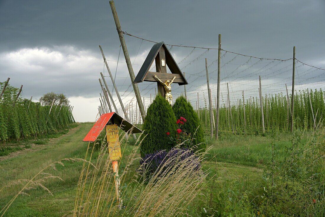 Wegkreuz vor Hopfenfeldern in der Holledau (Hallertau) bei Au, Landkreis Freising, Oberbayern, Bayern, Deutschland,