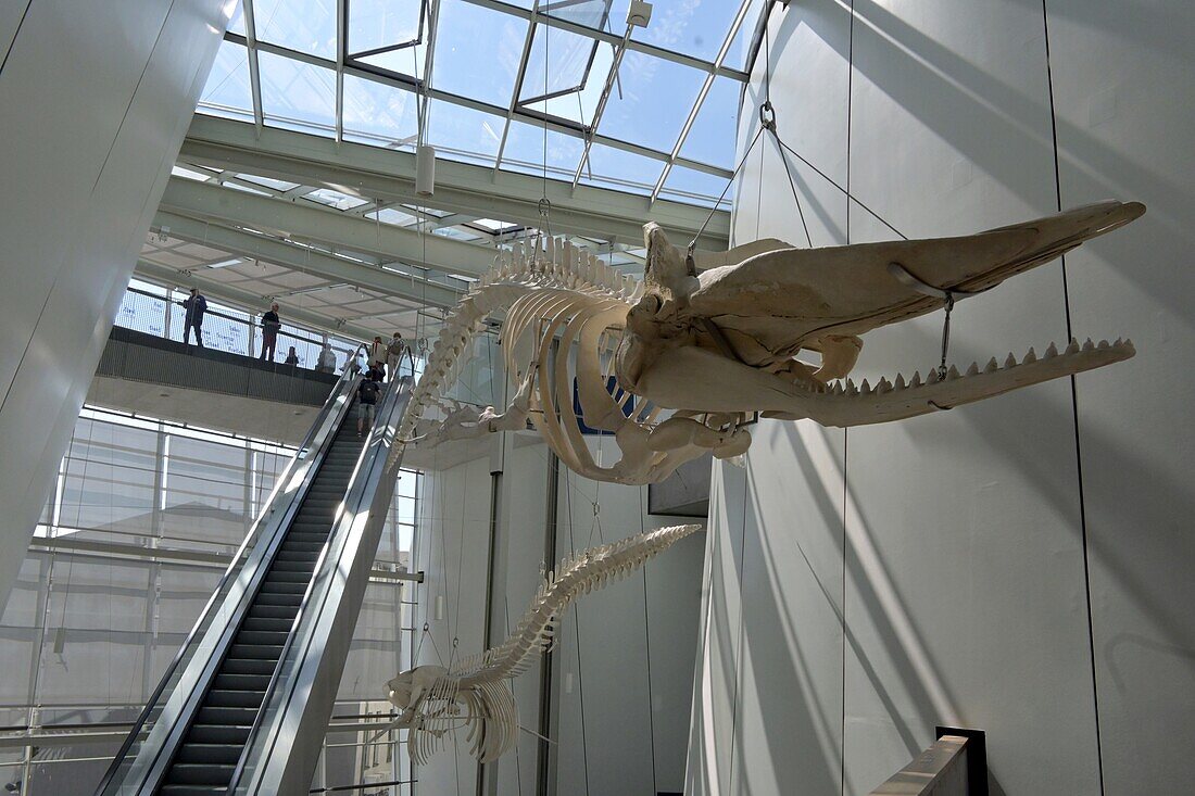  in the Ozeaneum at the harbor, Stralsund, Mecklenburg-Vorpommern, Germany 