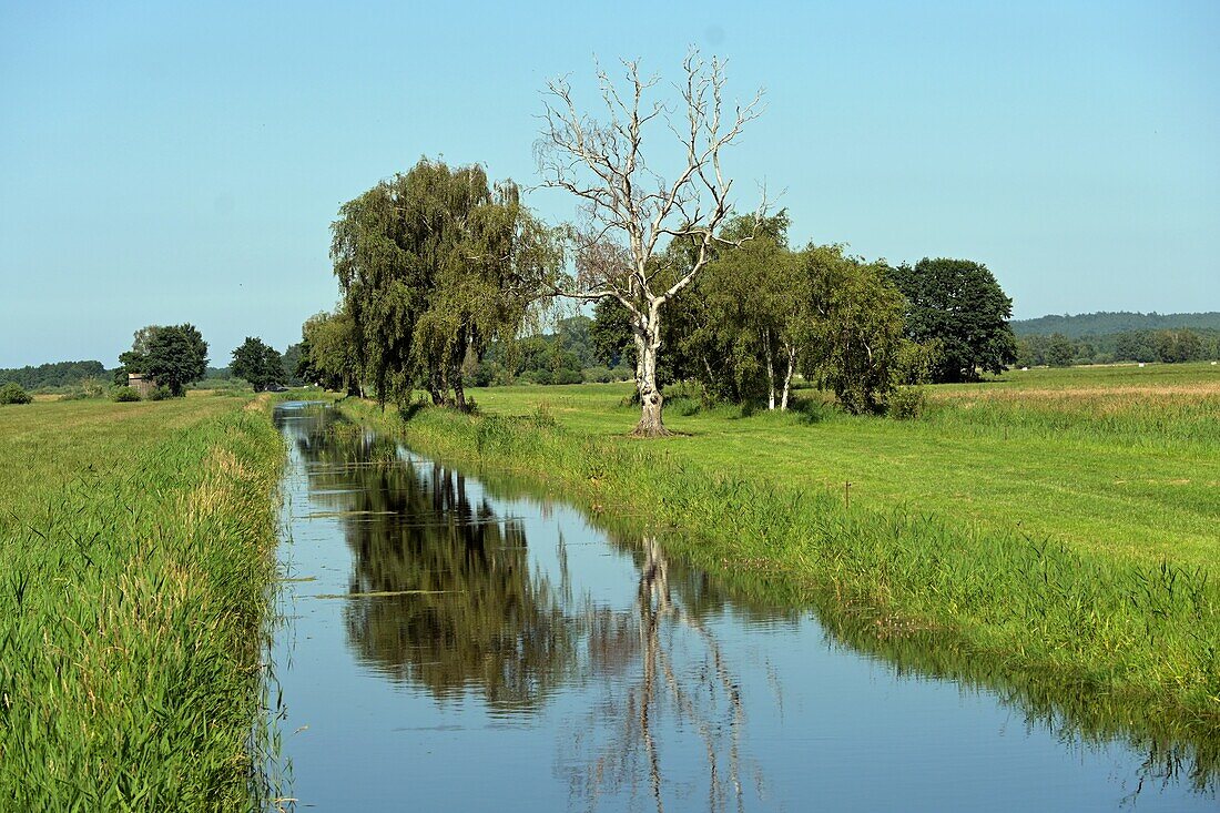  near Albeck, Usedom Island, Mecklenburg-Western Pomerania, Germany 