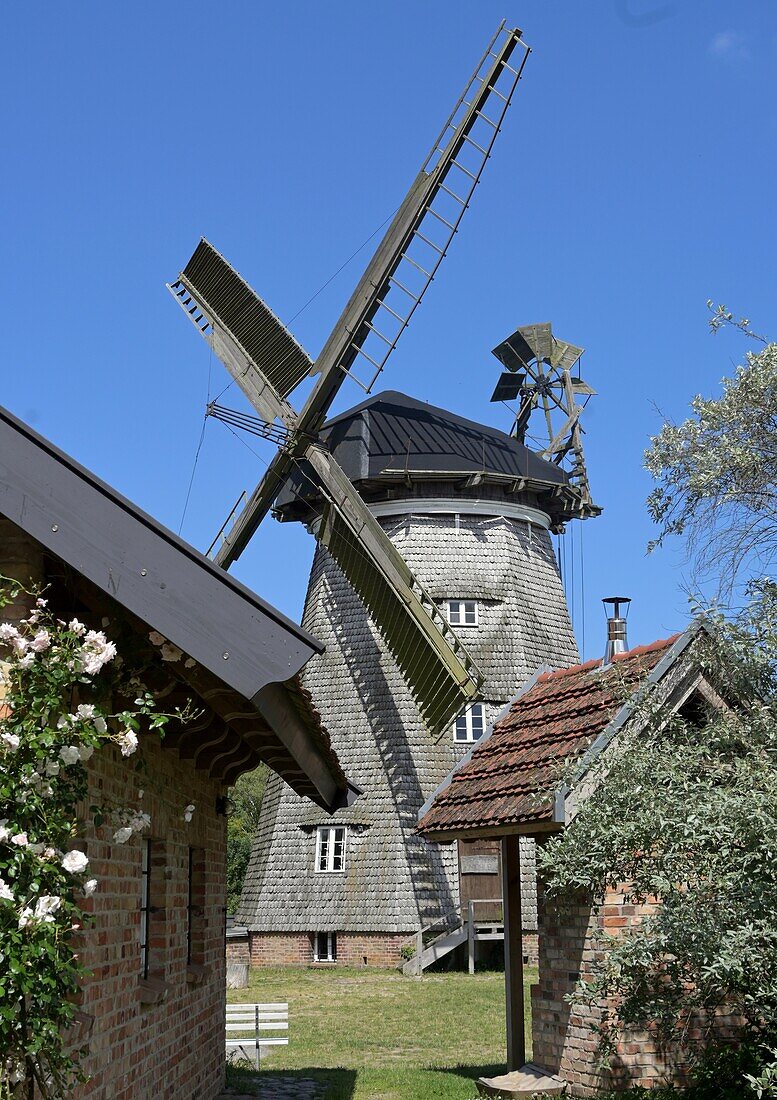  Benz windmill near Albeck, Usedom Island, Mecklenburg-Western Pomerania, Germany 