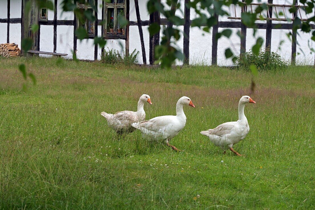  Geese in the Kluki Museum, Baltic coast, Poland 