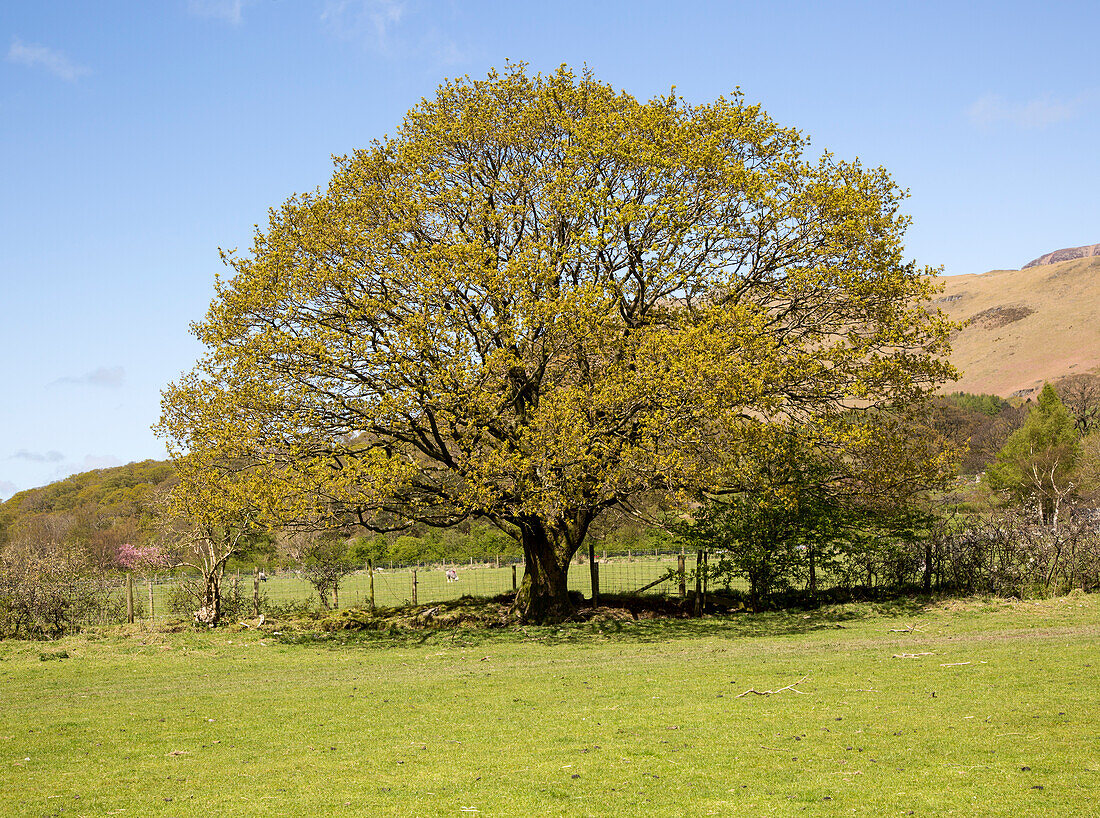 Oak tree in early summer, Buttermere, Lake District national park, Cumbria, England, UK