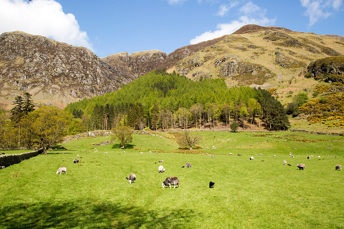  Landschaft rund um Buttermere, Lake District Nationalpark, Cumbria, England, Großbritannien 