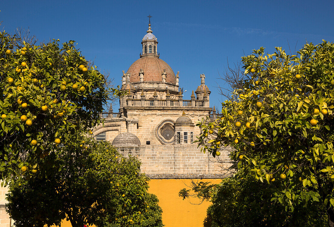  Kuppel der Kathedrale inmitten von Orangenbäumen mit tiefblauem Himmel, Jerez de la Frontera, Provinz Cadiz, Spanien 