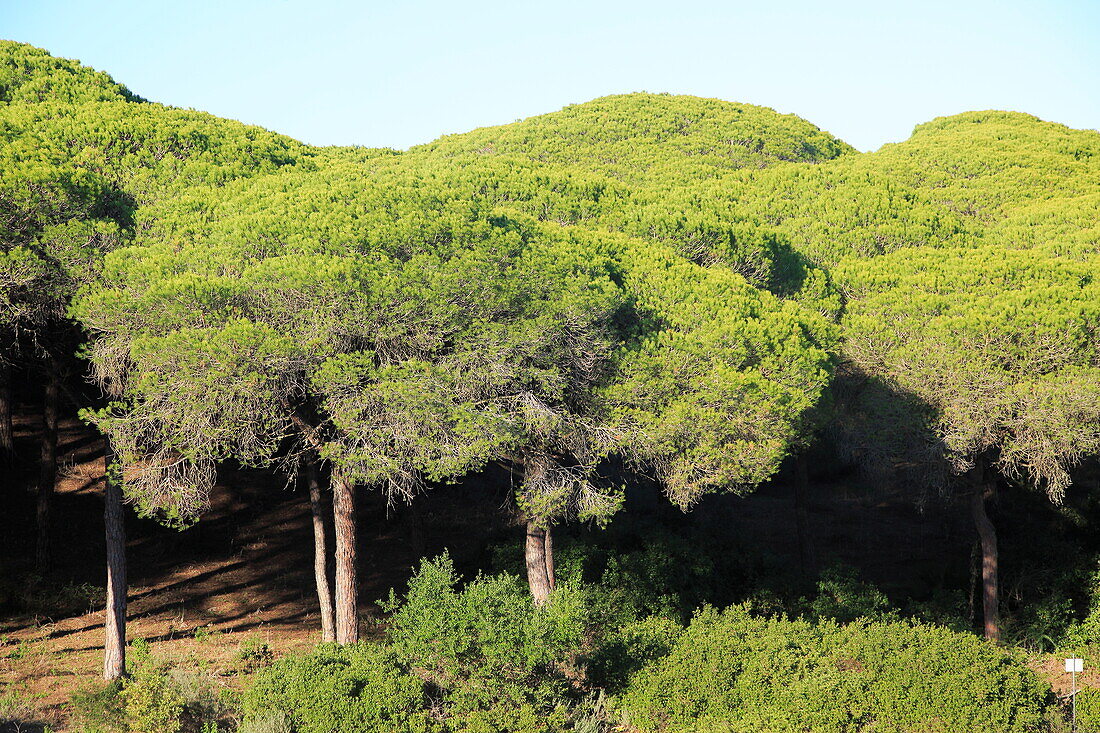  Steinkiefern, Pinus Pinea, Parque Natural de Acantilado, Parque Natural de La Brena, Barbate, Provinz Cadiz, Spanien 