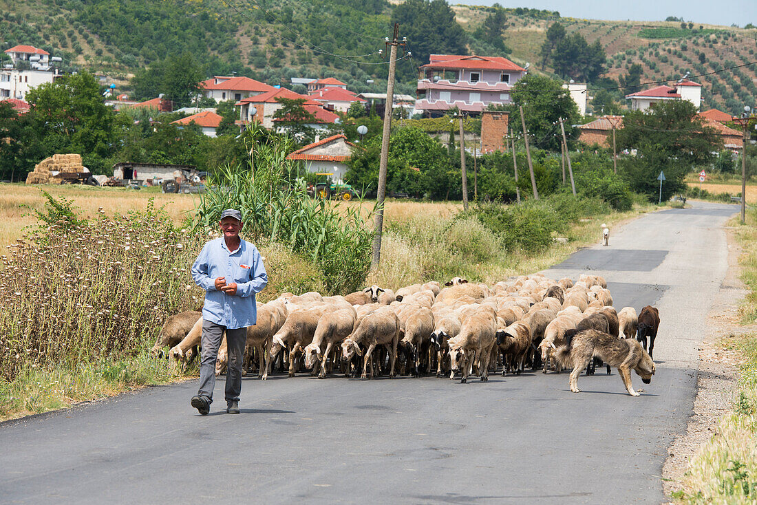 Hirte und seine Schafherde auf der Straße bei Cerrage und Belsh, Albanien, Südosteuropa