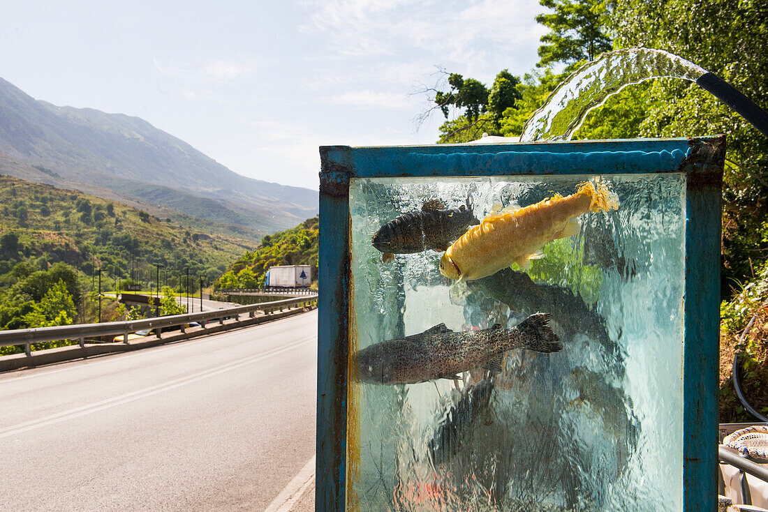  Lebende Forellen in einem Aquarium, Raststätte zwischen Saranda und Gjirokaster, wo lokale Produkte verkauft werden, Albanien, Südosteuropa 