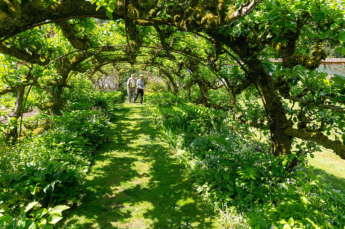 Apfelbaumtunnel Heale House und Gärten, Middle Woodford, Salisbury, Wiltshire, England, Großbritannien