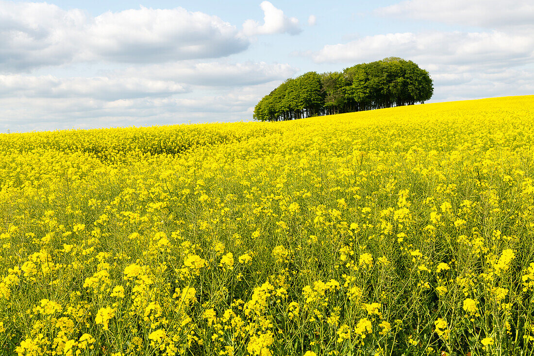 Frühsommerliche Landschaft mit einem Feld aus gelbem Raps und einem Wäldchen aus Bäumen, in der Nähe von Hackpen Hill, Wiltshire, England, Großbritannien