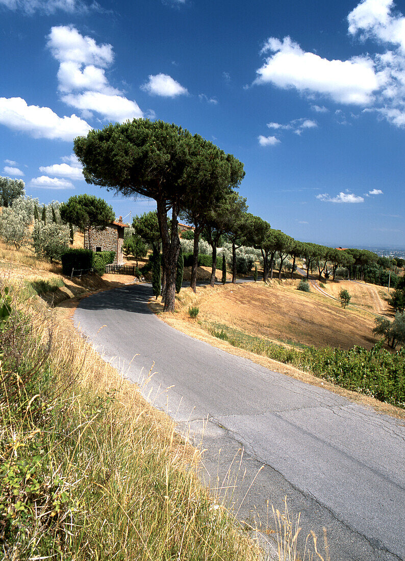 Lucca, Allee mit Pinien