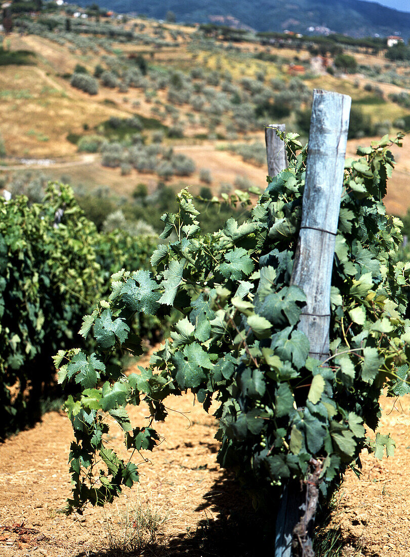  Vineyards near San Gennaro, Tuscany, Italy 