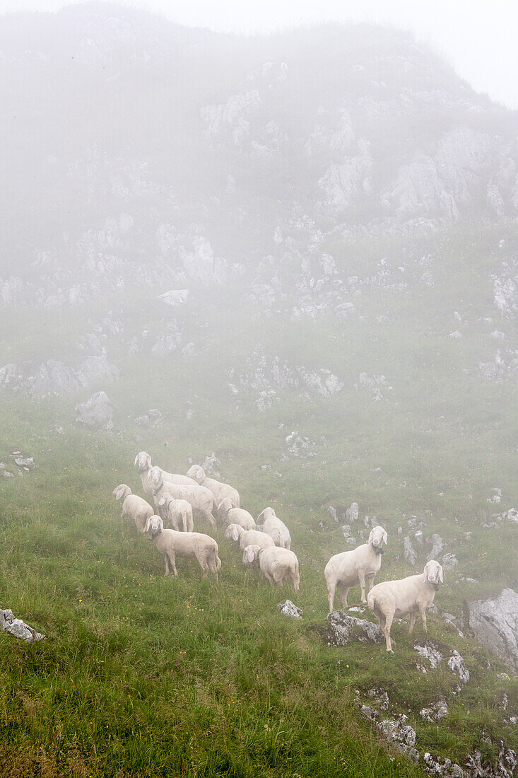 Schafe am Brauneck im Nebel, bei Lenggries, Oberbayern, Bayern, Deutschland