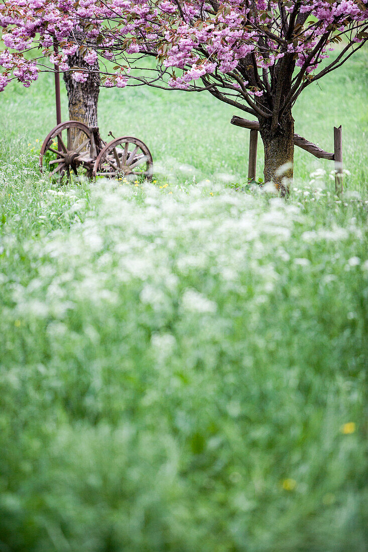  Landscape, meadow, farm, cherry blossom trees, plough, old wagon,  