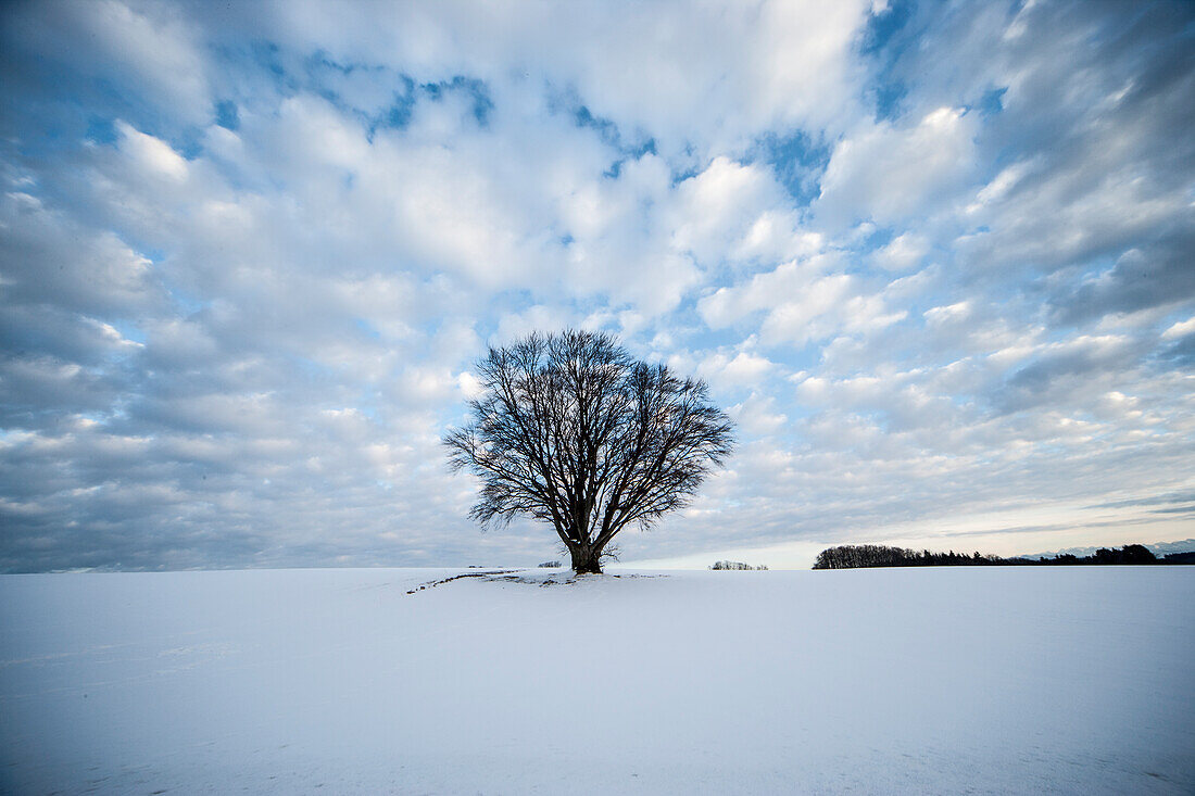 Einzelner Baum in Schneelandschaft, Bayern, Deutschland