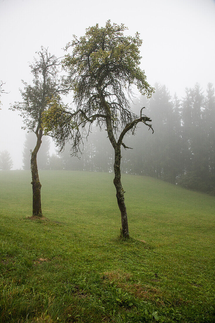  Meadow, pasture, 2 trees in the fog, dreary, cold, wet and cold, spooky, country life, 