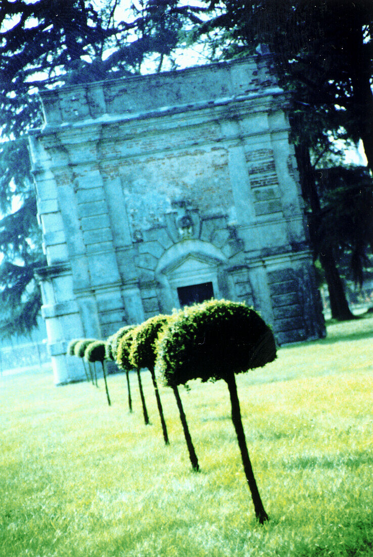  Row of trees, boxwood, park, blue hour, cross development, 