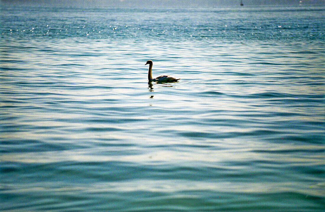  Lake Constance,water,extent,tranquility,swan 