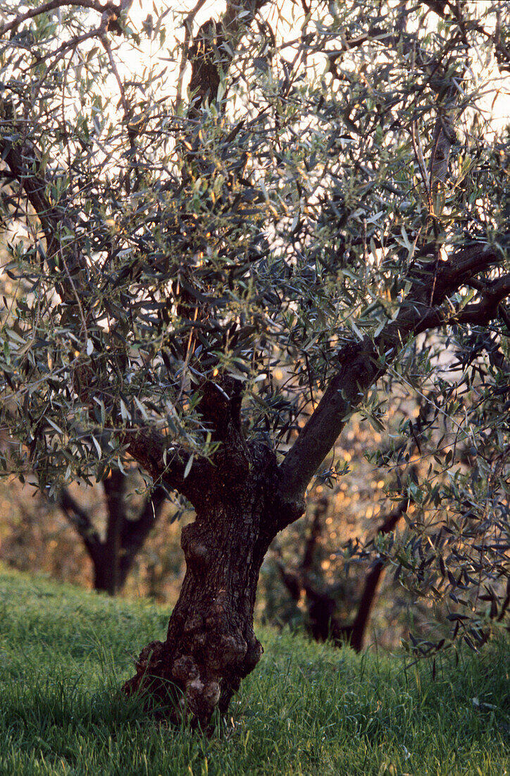  Tuscany, olive trees in the evening light, Italy 