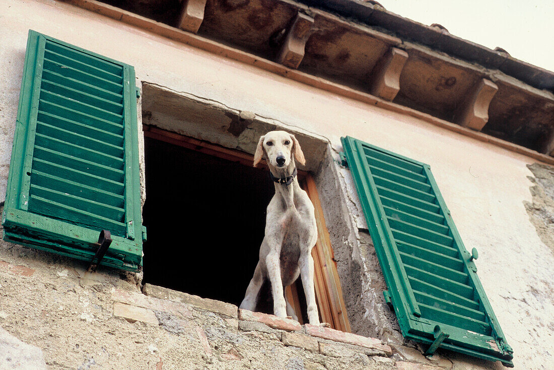  hunting dog,at the window,Tuscany,country house, 