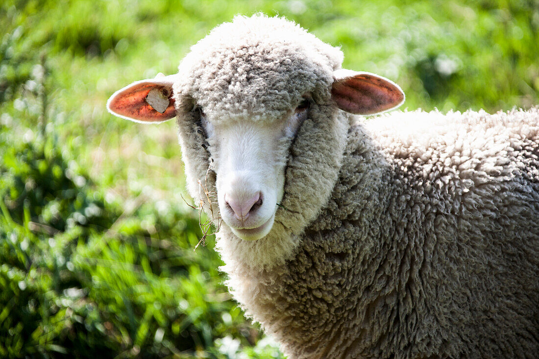 Schaf auf der Weide, Portrait