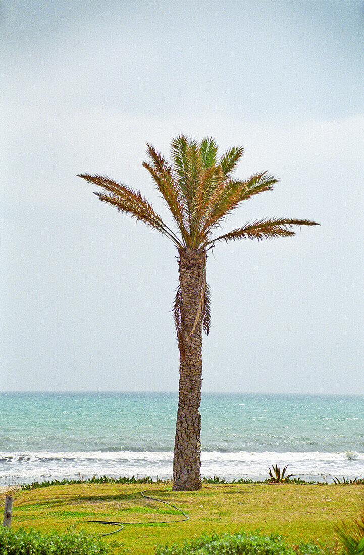 Einzelne Palme am Strand, Tunesien, Nordafrika