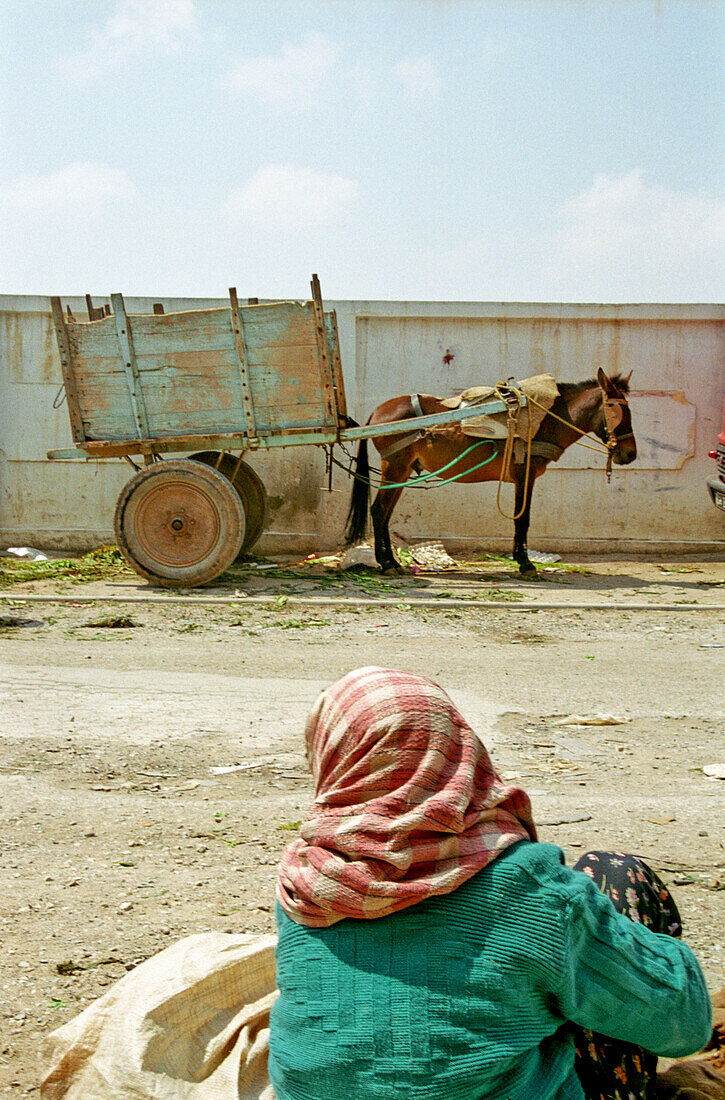  Donkey with donkey cart at the market 