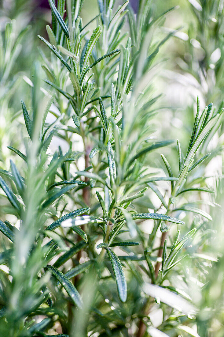  Rosemary bushes, herbs, flowering  