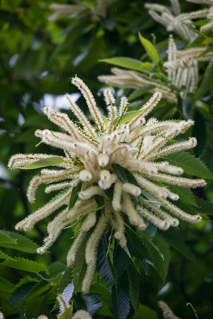 Kastanienblüte, Edelkastanie (Castanea sativa), Blütenstand, close-up, Südtirol, Italien