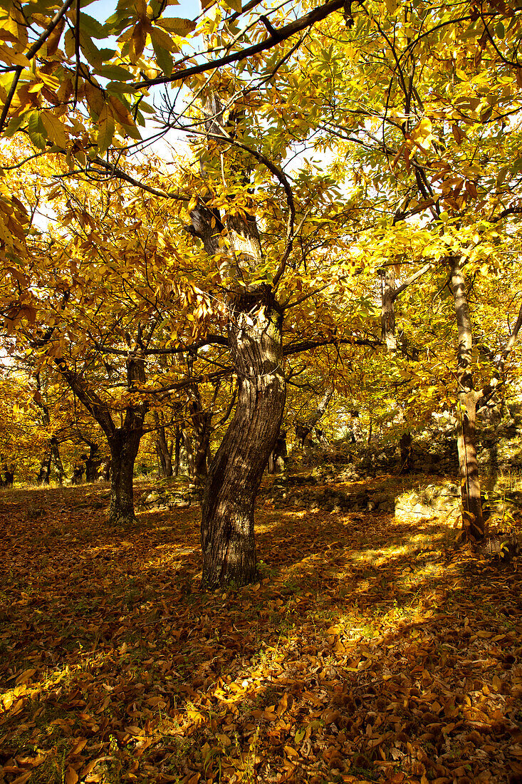 Esskastanienbäume (Castanea sativa) im Kastanienwald im Herbstlaub, Südtirol, Italien