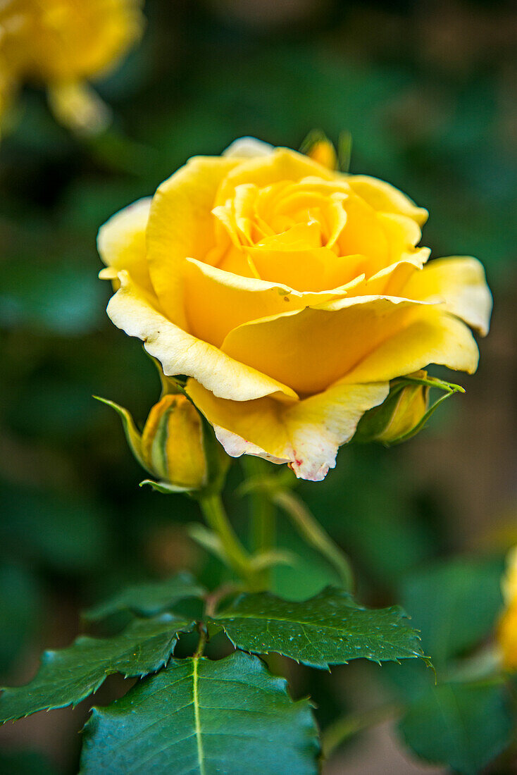 Gelbe Rose im Garten (Rosa), Portrait