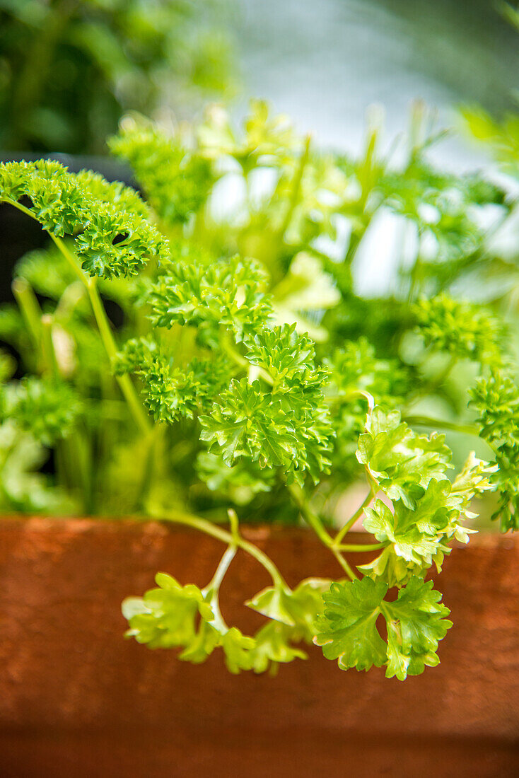  Curly parsley in a clay pot 