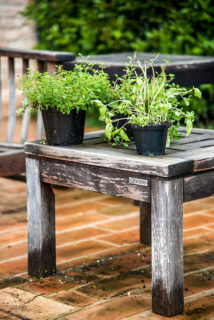 Gartenkräuter im Topf auf der Terrasse