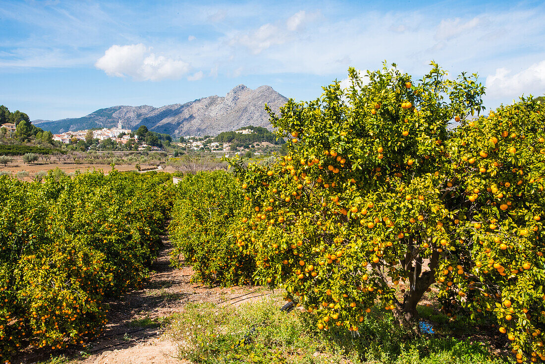 Orangen Plantagen, im Hinterland, der Provinz Valencia, Spanien