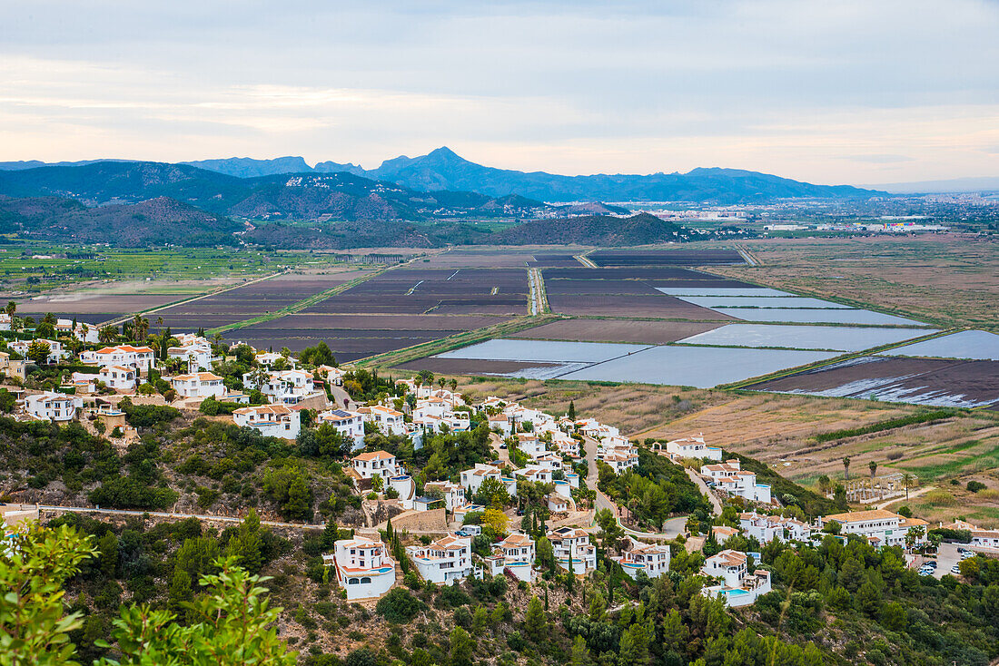  the Marjal near Pego, the second largest rice-growing area in the province of Valencia, Spain 