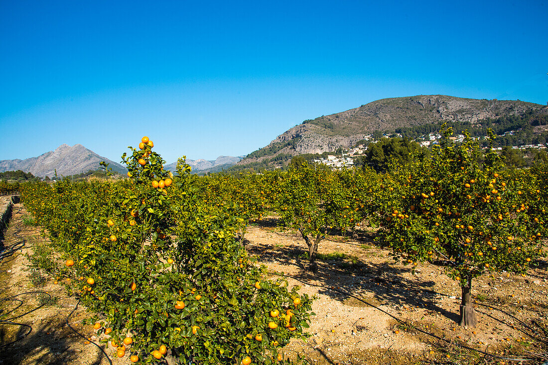 Orangenplantagen mit Früchten im hügeligen Hinterland, Provinz Valencia, Spanien