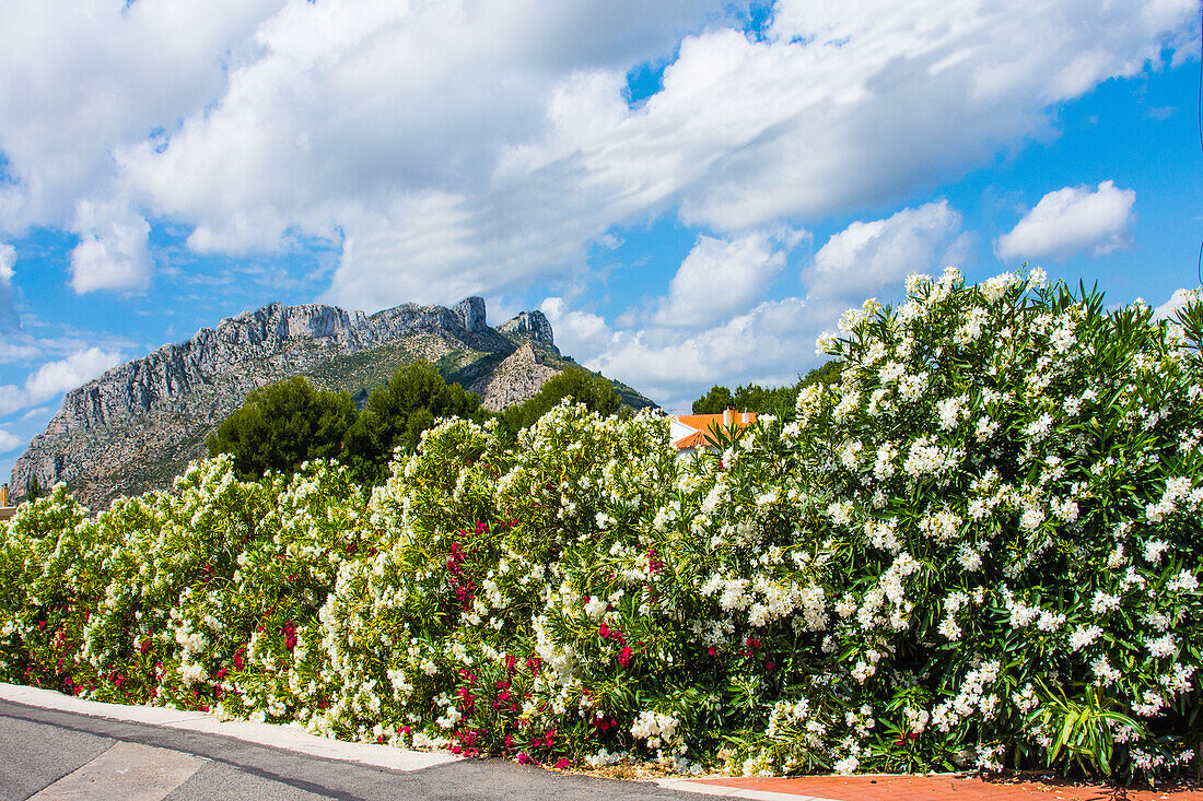  Flowering oleander bushes, below the mountain Segaria, in Els Poblets. Aalicante province, Spain 