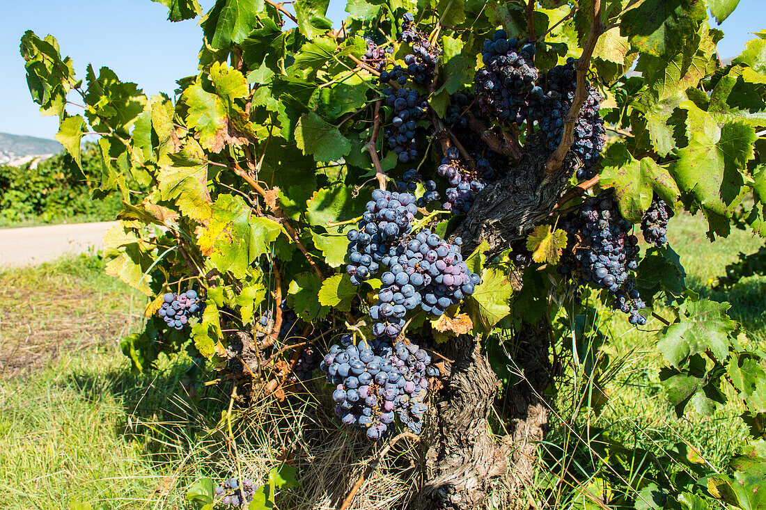 Weinberge im Val de Pop mit reifen Trauben, Provinz Alicante, Costa Blanca, Spanien