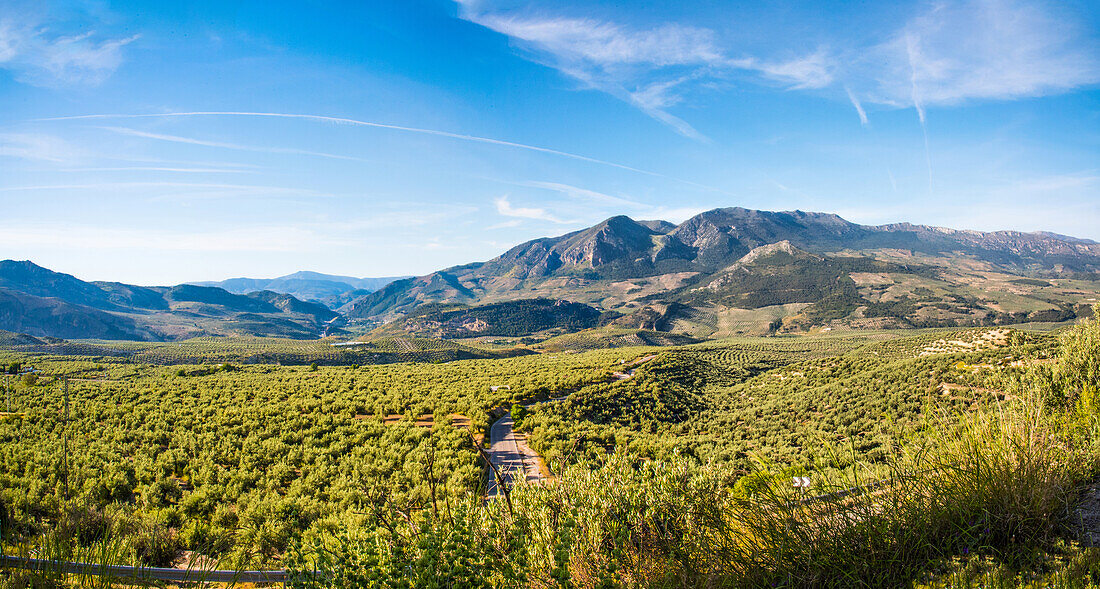  Olive plantations as far as the eye can see in the olive province, Jaen, Andalusia, Spain 