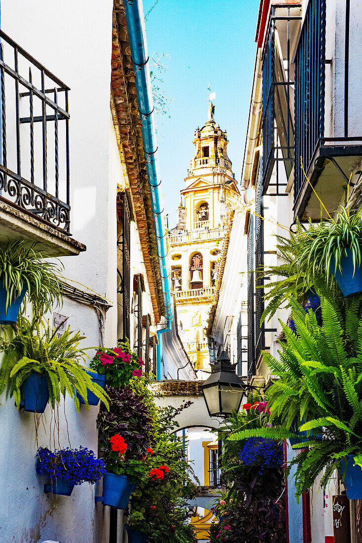 Berühmte Blumengasse Calle de Flores hinter der Kathedrale Mezquita, in der Juderia, Cordoba, Provinz Cordoba, Andalusien, Spanien