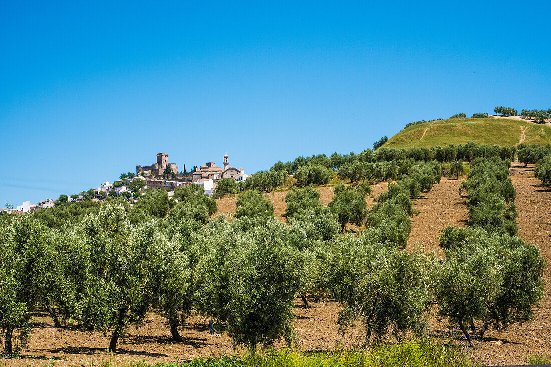 Weißes Dorf mit Burg am Hang im Olivengürtel, Zuheros, Provinz Cordoba, Andalusien, Spanien