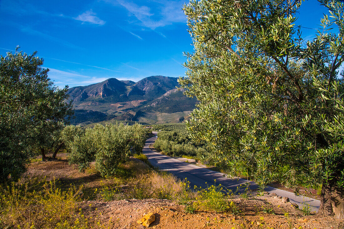 blühende Olivenhaine in der Provinz Jaen, Andalusien, Spanien